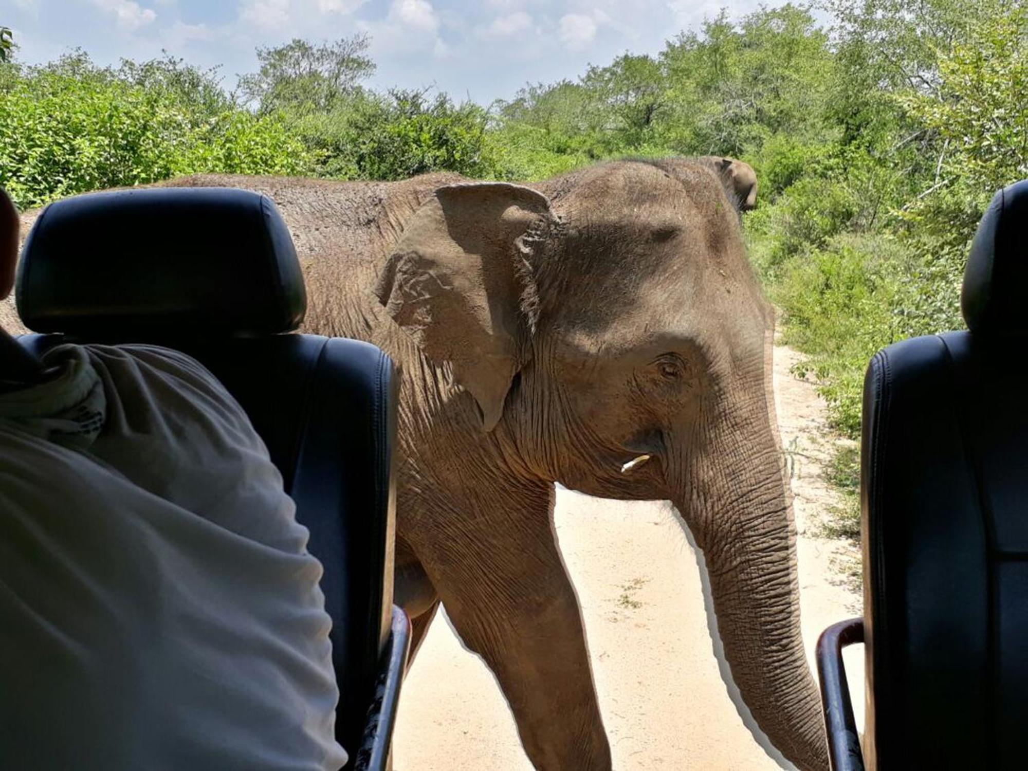 ホテル Big Game Udawalawe - By Eco Team エクステリア 写真