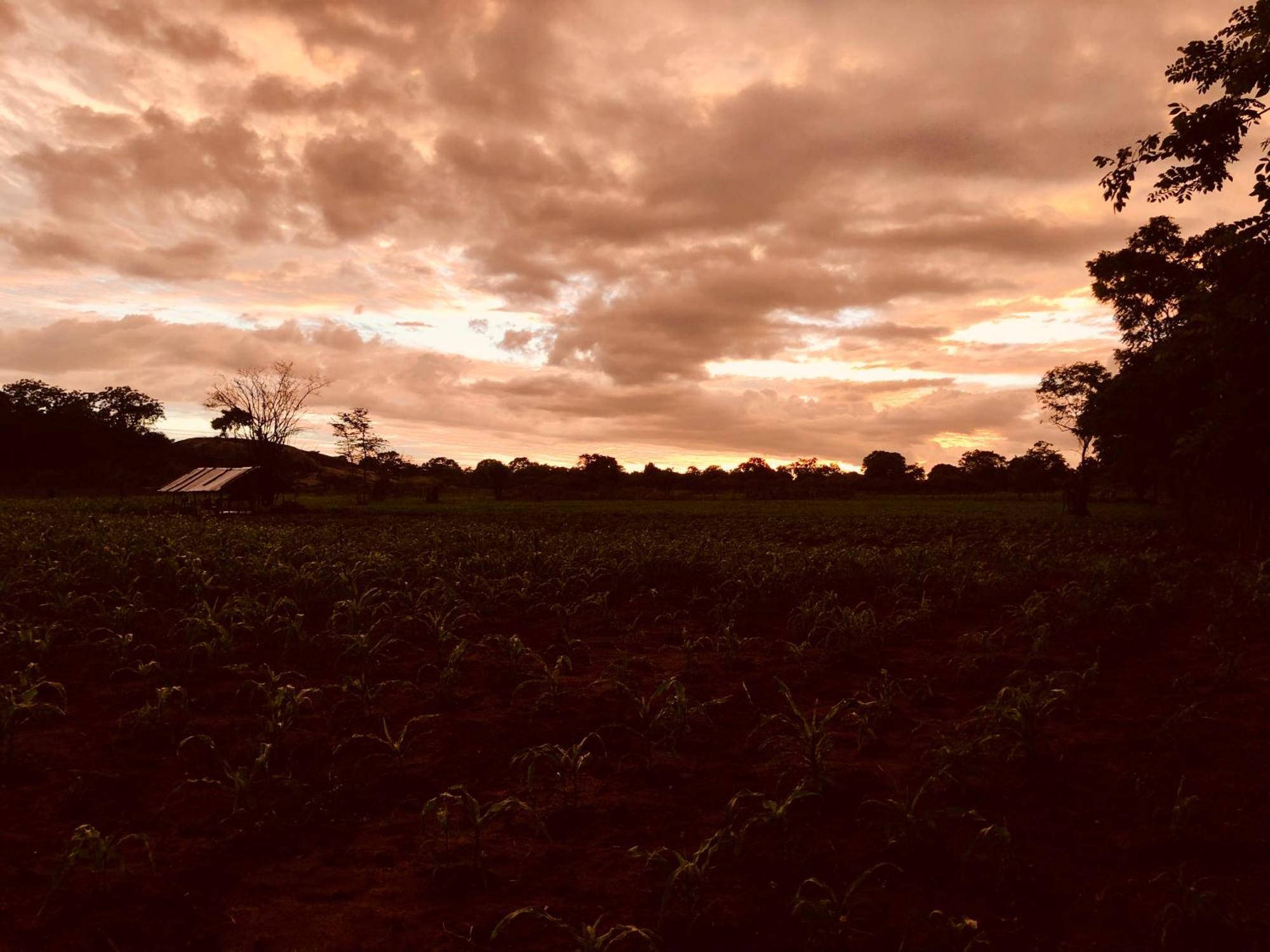 ホテル Big Game Udawalawe - By Eco Team エクステリア 写真