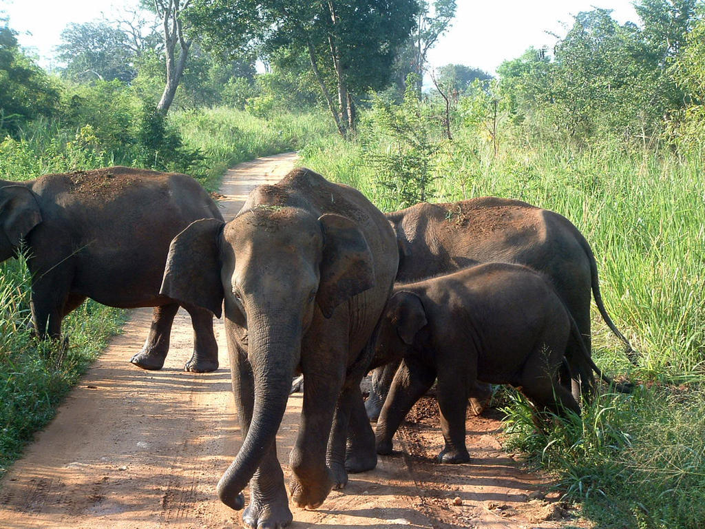 ホテル Big Game Udawalawe - By Eco Team エクステリア 写真