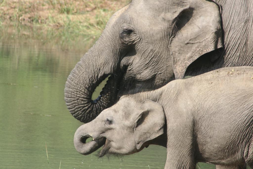 ホテル Big Game Udawalawe - By Eco Team エクステリア 写真