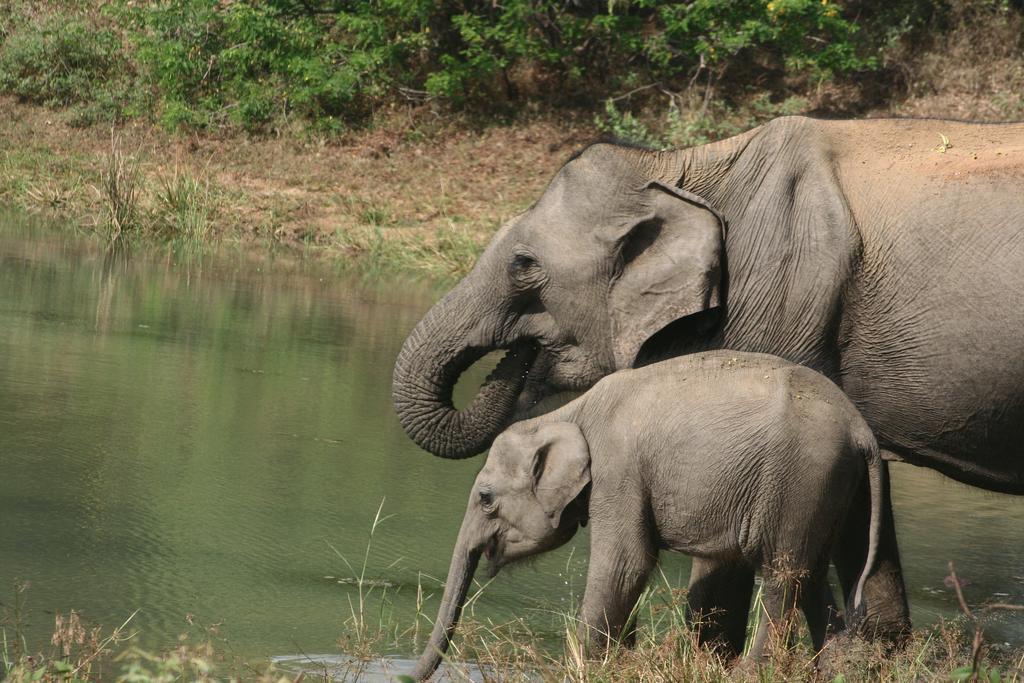 ホテル Big Game Udawalawe - By Eco Team エクステリア 写真