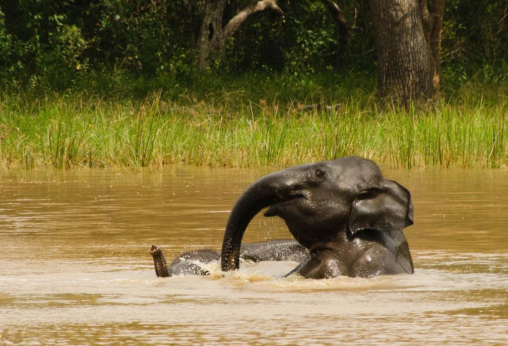ホテル Big Game Udawalawe - By Eco Team エクステリア 写真