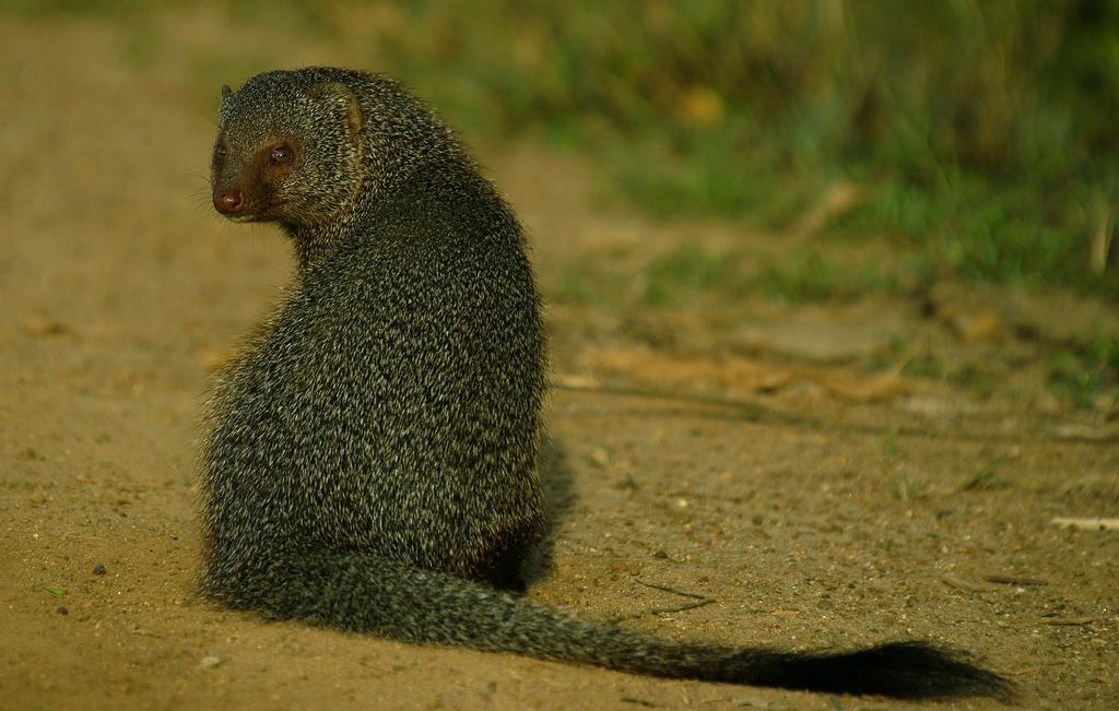 ホテル Big Game Udawalawe - By Eco Team エクステリア 写真