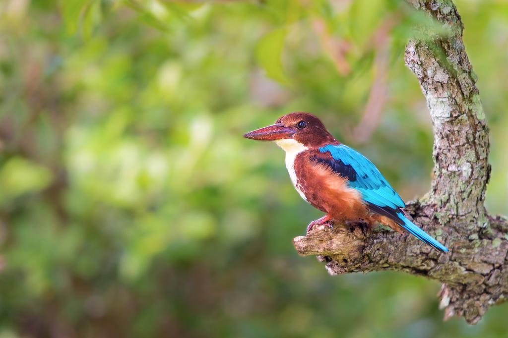 ホテル Big Game Udawalawe - By Eco Team エクステリア 写真