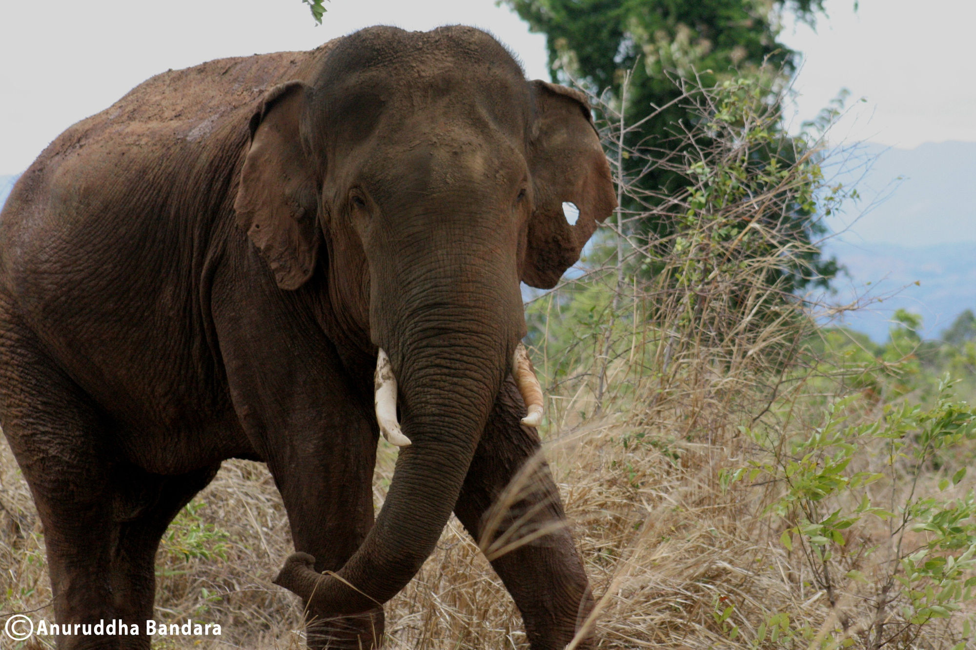 ホテル Big Game Udawalawe - By Eco Team エクステリア 写真